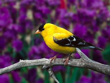 Rock on Little Birdie